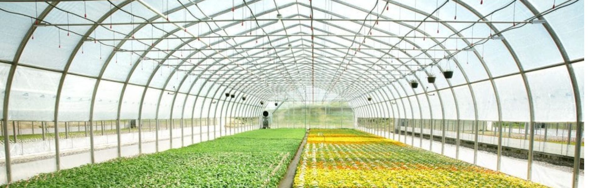 tunnel greenhouse