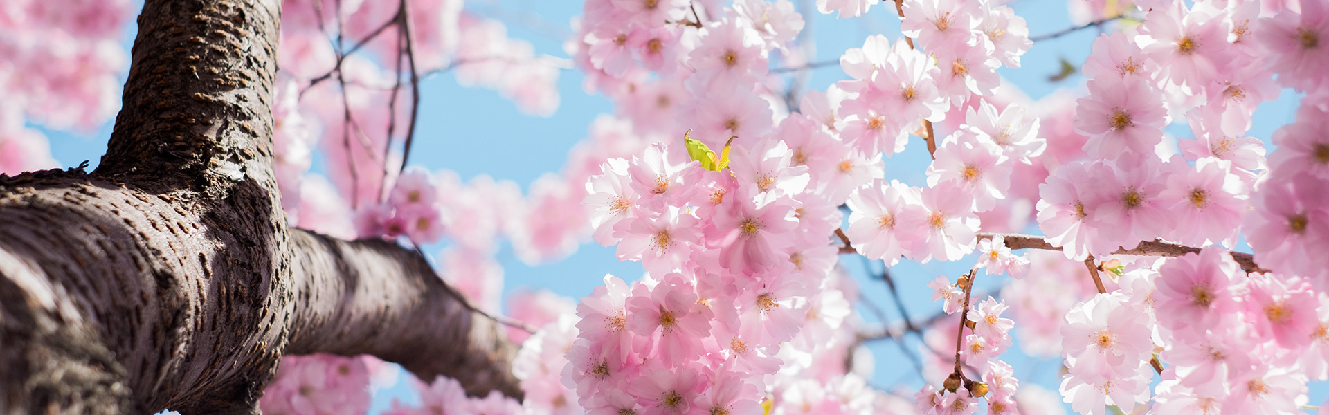 cherry blossom